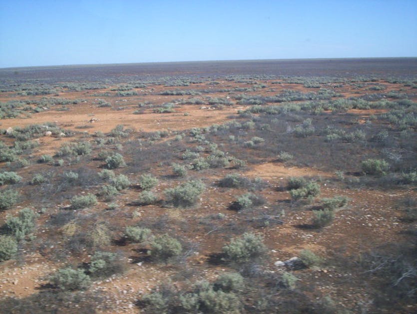 Nullarbor Plains Xeric Shrublands One Earth